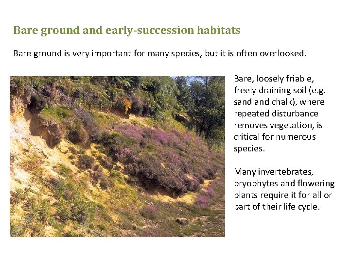 Bare ground and early-succession habitats Bare ground is very important for many species, but
