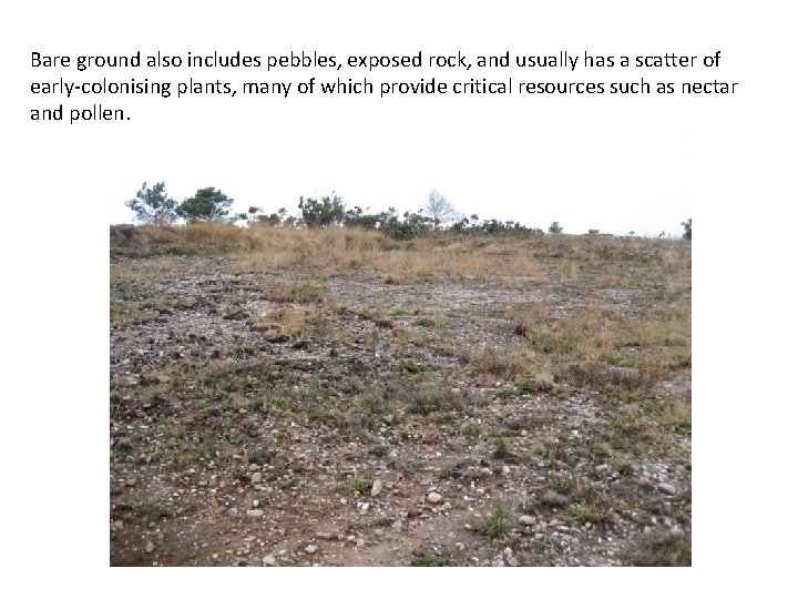 Bare ground also includes pebbles, exposed rock, and usually has a scatter of early-colonising