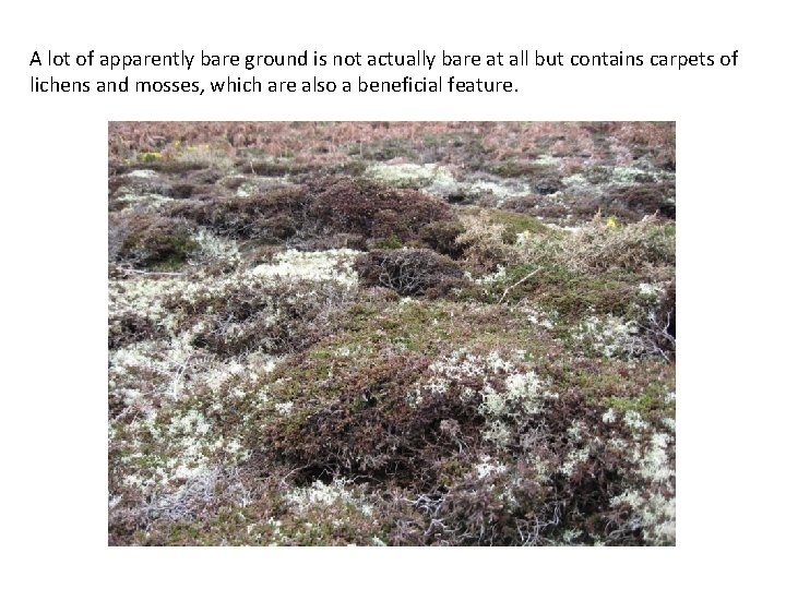 A lot of apparently bare ground is not actually bare at all but contains