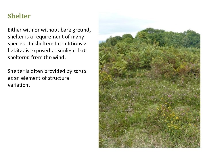 Shelter Either with or without bare ground, shelter is a requirement of many species.