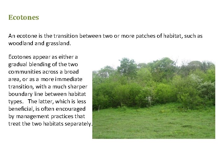 Ecotones An ecotone is the transition between two or more patches of habitat, such