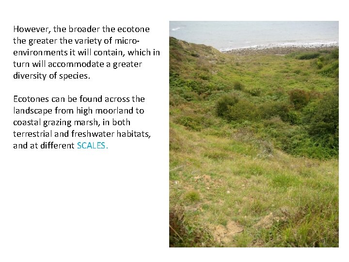 However, the broader the ecotone the greater the variety of microenvironments it will contain,
