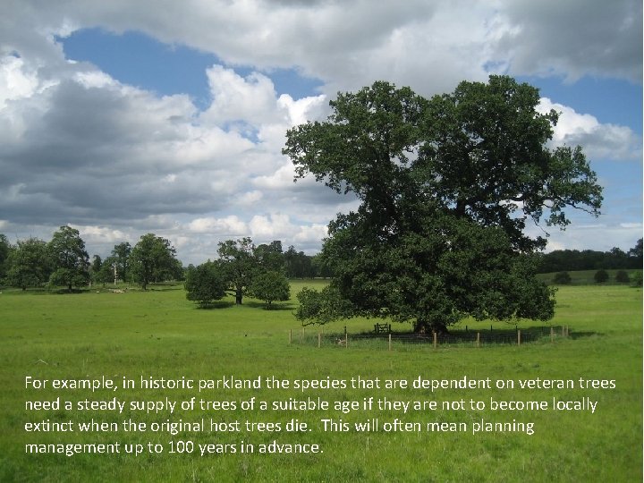 For example, in historic parkland the species that are dependent on veteran trees need