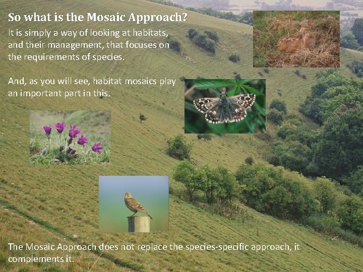 So what is the Mosaic Approach? It is simply a way of looking at