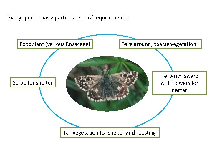 Every species has a particular set of requirements: Foodplant (various Rosaceae) Bare ground, sparse
