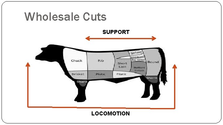 Wholesale Cuts SUPPORT LOCOMOTION 