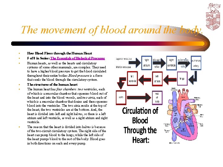 The movement of blood around the body. • • • How Blood Flows through