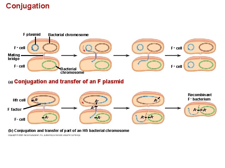 Chapter 27 Bacteria and Archaea Power Point Lecture