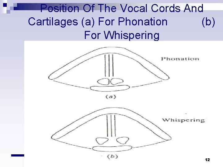 Position Of The Vocal Cords And Cartilages (a) For Phonation (b) For Whispering 12 Position Of The Vocal Cords And Cartilages (a) For Phonation (b) For Whispering 12