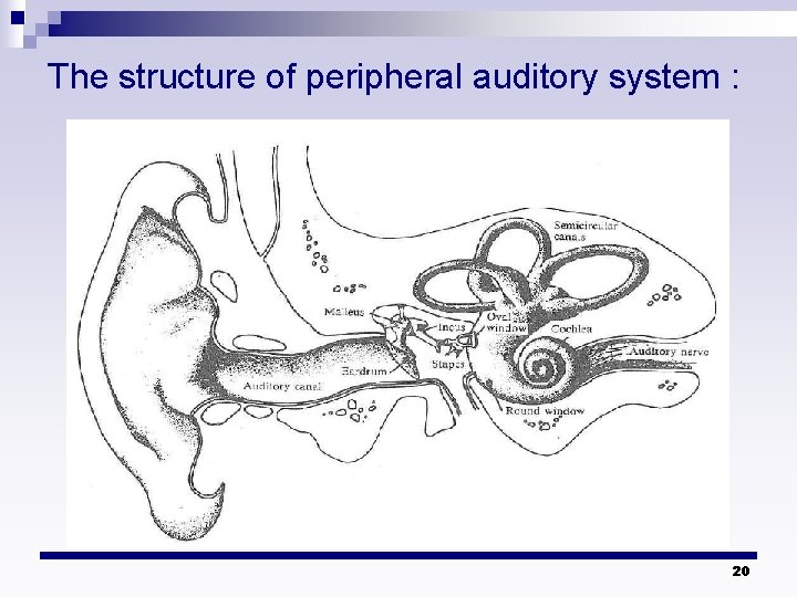 The structure of peripheral auditory system : 20 The structure of peripheral auditory system : 20