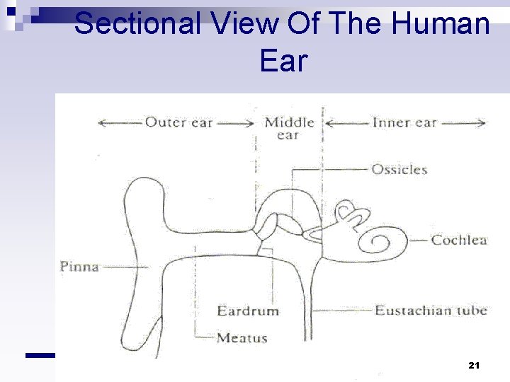 Sectional View Of The Human Ear 21 Sectional View Of The Human Ear 21