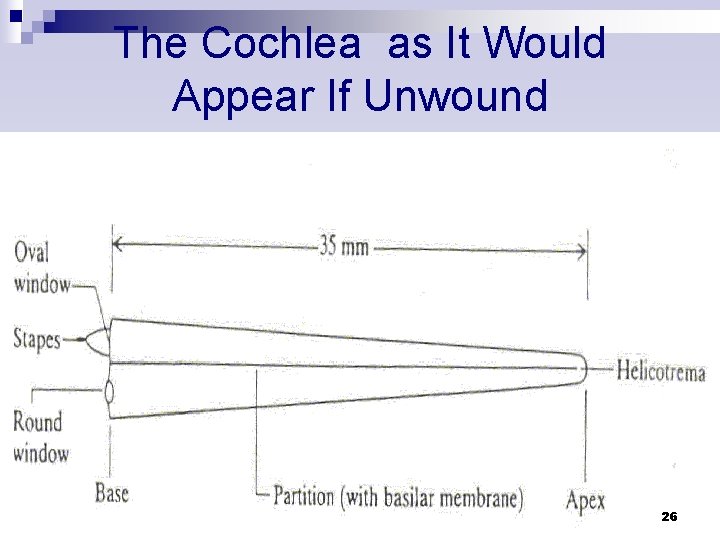 The Cochlea as It Would Appear If Unwound 26 The Cochlea as It Would Appear If Unwound 26