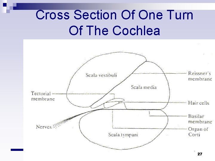 Cross Section Of One Turn Of The Cochlea 27 Cross Section Of One Turn Of The Cochlea 27