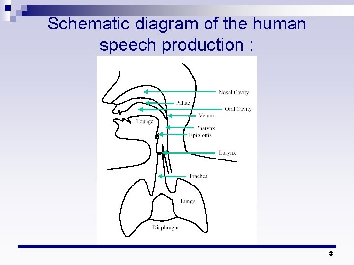 Schematic diagram of the human speech production : 3 Schematic diagram of the human speech production : 3