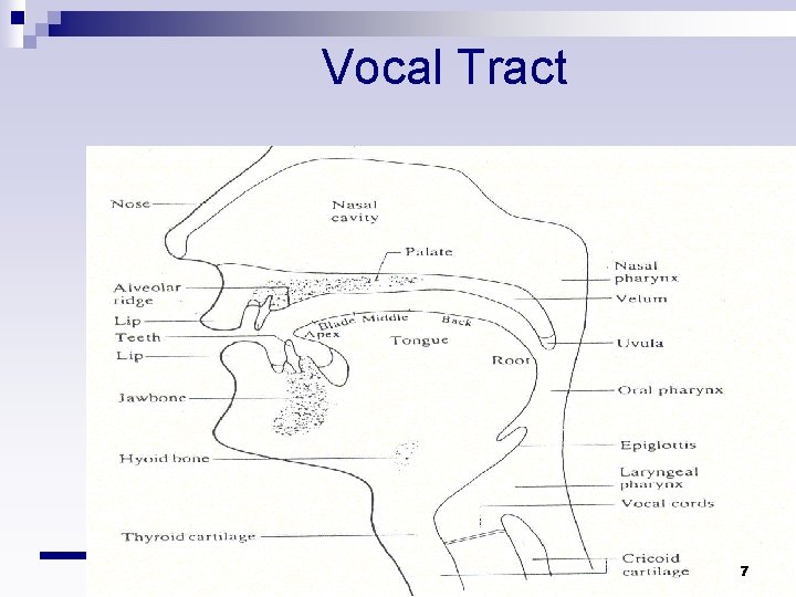 Vocal Tract 7 Vocal Tract 7