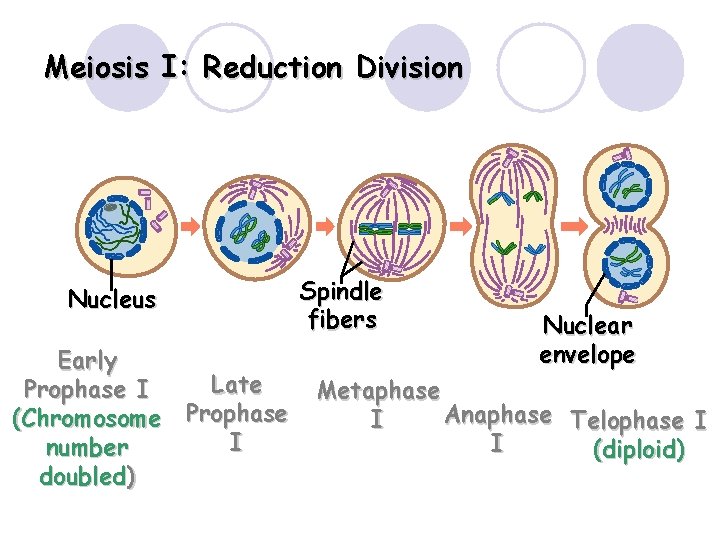 Meiosis I: Reduction Division Nucleus Early Late Prophase I (Chromosome Prophase I number doubled)