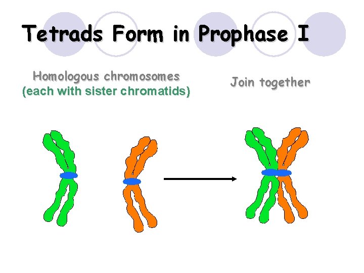Tetrads Form in Prophase I Homologous chromosomes (each with sister chromatids) Join together 