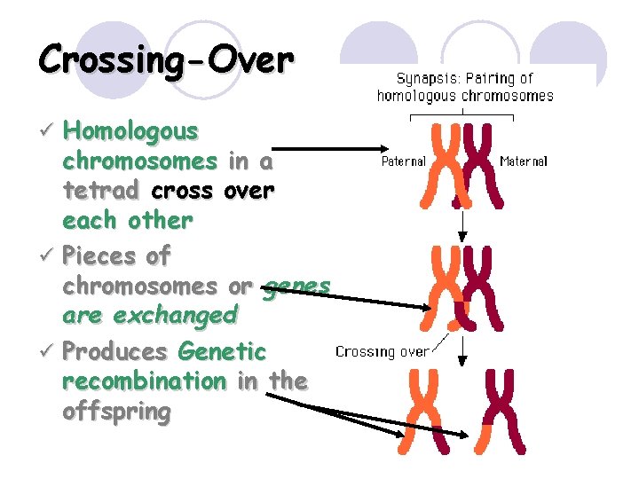 Crossing-Over Homologous chromosomes in a tetrad cross over each other ü Pieces of chromosomes
