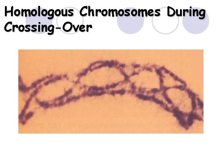 Homologous Chromosomes During Crossing-Over 