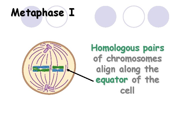 Metaphase I Homologous pairs of chromosomes align along the equator of the cell 