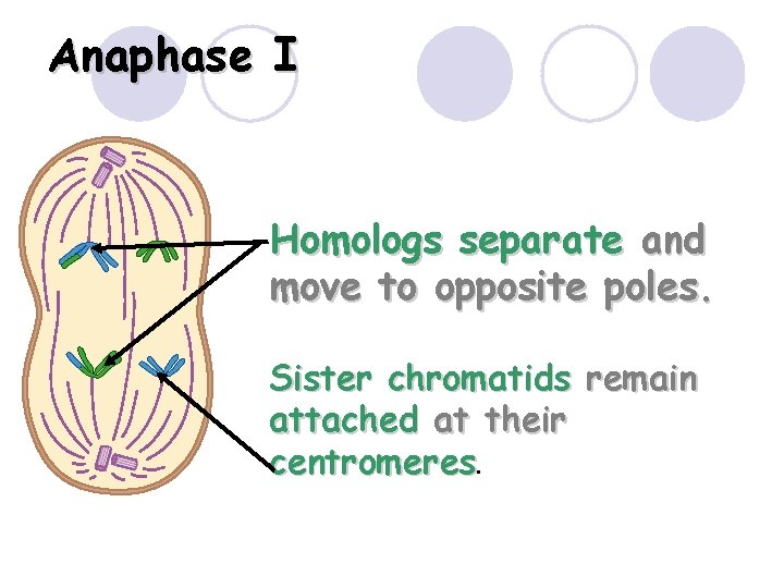 Anaphase I Homologs separate and move to opposite poles. Sister chromatids remain attached at