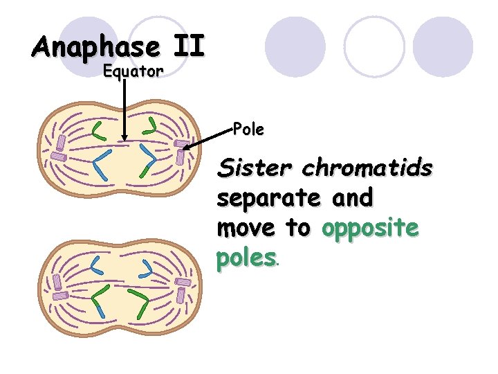 Anaphase II Equator Pole Sister chromatids separate and move to opposite poles. 