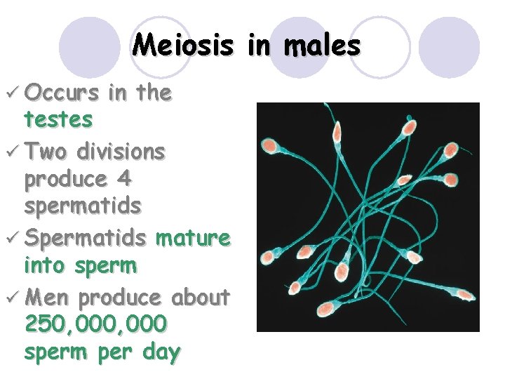 Meiosis in males ü Occurs in the testes ü Two divisions produce 4 spermatids