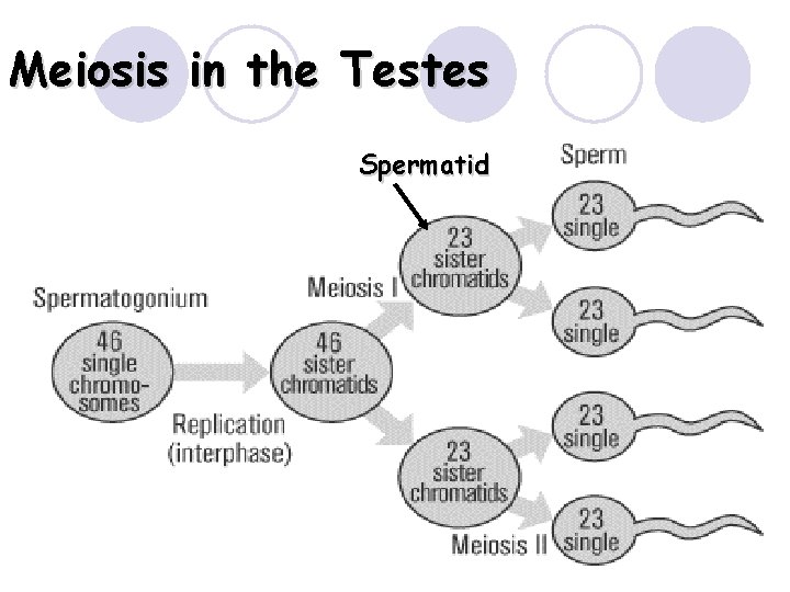 Meiosis in the Testes Spermatid 