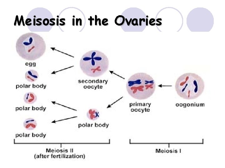 Meisosis in the Ovaries 