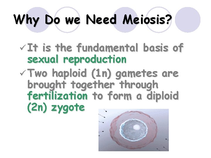 Why Do we Need Meiosis? ü It is the fundamental basis of sexual reproduction