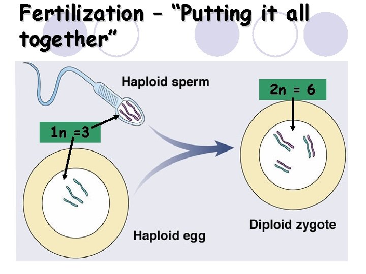 Fertilization – “Putting it all together” 2 n = 6 1 n =3 