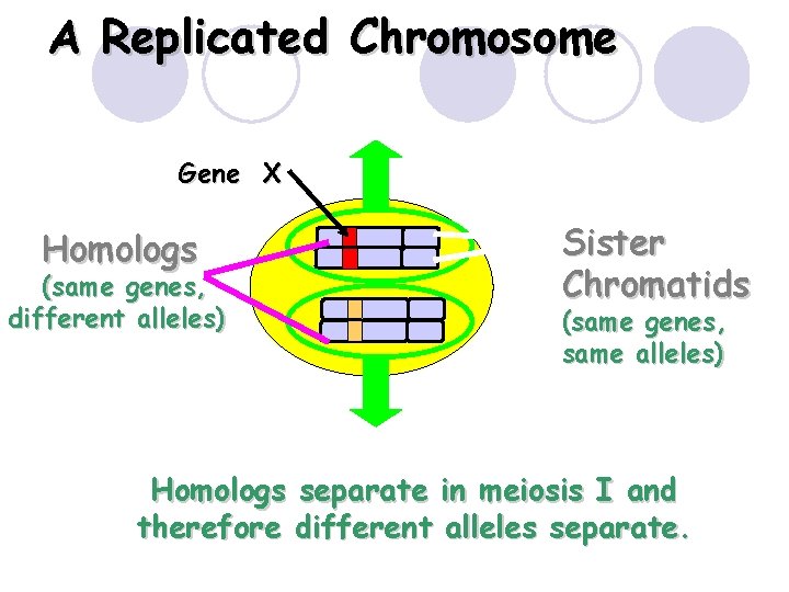 A Replicated Chromosome Gene X Homologs (same genes, different alleles) Sister Chromatids (same genes,