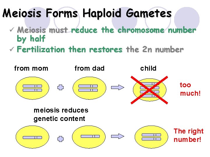 Meiosis Forms Haploid Gametes Meiosis must reduce the chromosome number by half ü Fertilization