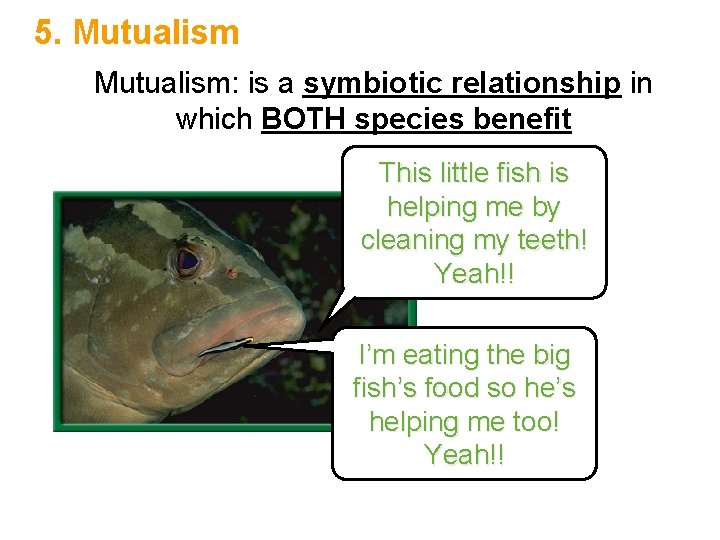 5. Mutualism: is a symbiotic relationship in which BOTH species benefit This little fish 5. Mutualism: is a symbiotic relationship in which BOTH species benefit This little fish