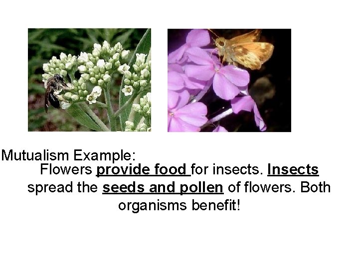 Mutualism Example: Flowers provide food for insects. Insects spread the seeds and pollen of Mutualism Example: Flowers provide food for insects. Insects spread the seeds and pollen of