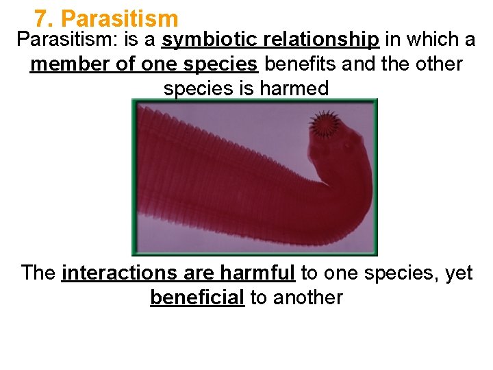 7. Parasitism: is a symbiotic relationship in which a member of one species benefits 7. Parasitism: is a symbiotic relationship in which a member of one species benefits