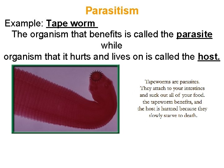 Parasitism Example: Tape worm The organism that benefits is called the parasite while organism Parasitism Example: Tape worm The organism that benefits is called the parasite while organism