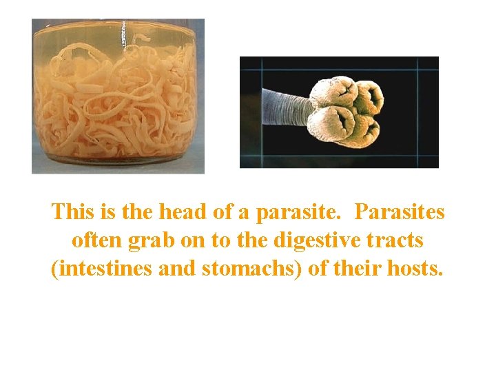 This is the head of a parasite. Parasites often grab on to the digestive This is the head of a parasite. Parasites often grab on to the digestive