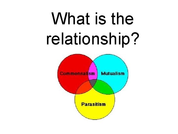 What is the relationship? What is the relationship?