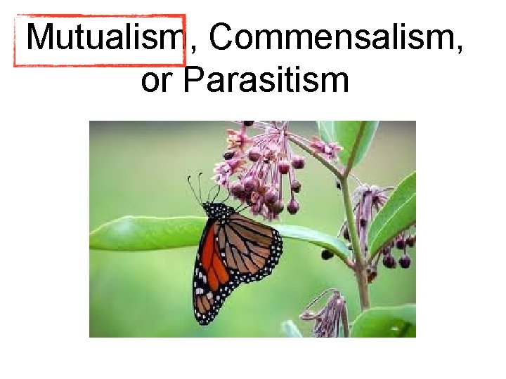 Mutualism, Commensalism, or Parasitism Mutualism, Commensalism, or Parasitism