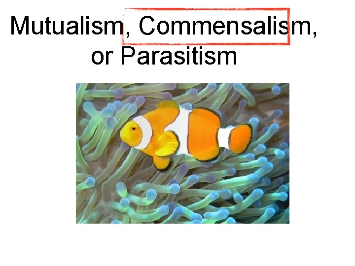 Mutualism, Commensalism, or Parasitism Mutualism, Commensalism, or Parasitism