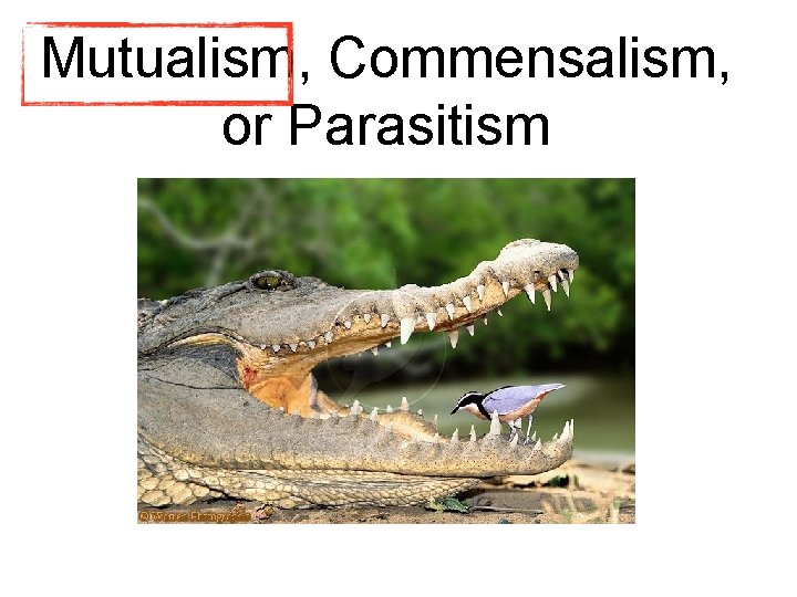 Mutualism, Commensalism, or Parasitism Mutualism, Commensalism, or Parasitism