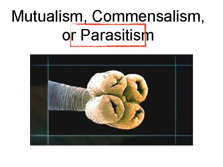 Mutualism, Commensalism, or Parasitism Mutualism, Commensalism, or Parasitism