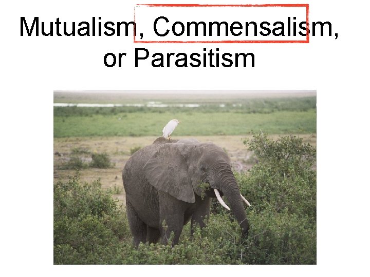 Mutualism, Commensalism, or Parasitism Mutualism, Commensalism, or Parasitism