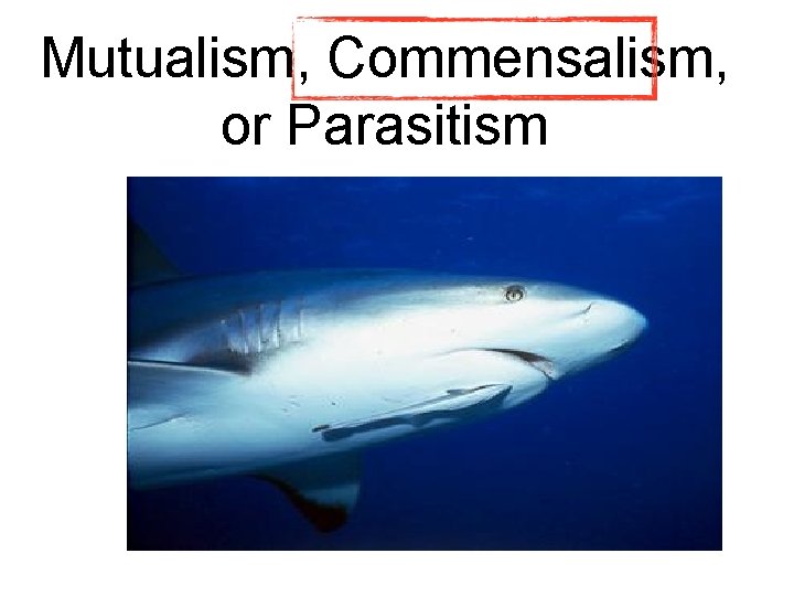 Mutualism, Commensalism, or Parasitism Mutualism, Commensalism, or Parasitism