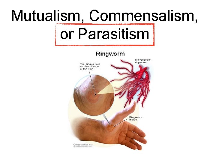 Mutualism, Commensalism, or Parasitism Mutualism, Commensalism, or Parasitism