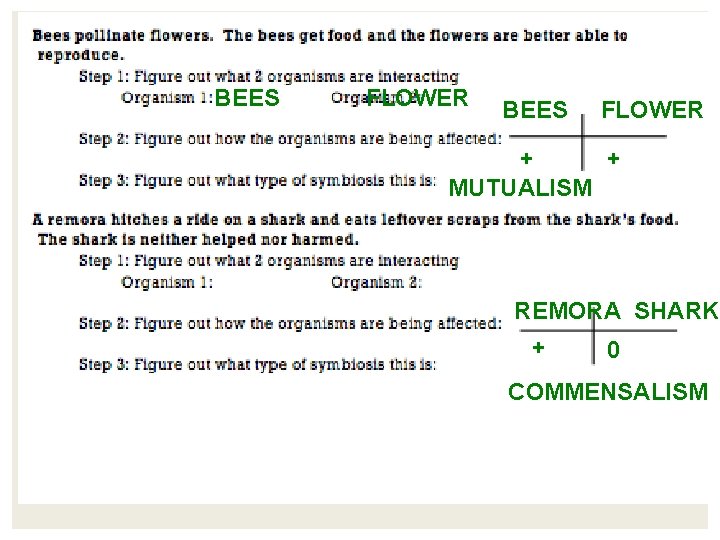 BEES FLOWER + + MUTUALISM REMORA SHARK + 0 COMMENSALISM BEES FLOWER + + MUTUALISM REMORA SHARK + 0 COMMENSALISM