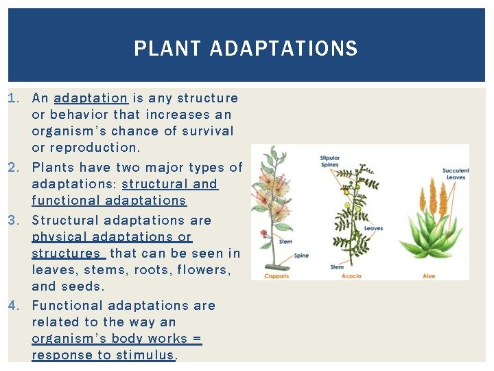 PLANT ADAPTATIONS 1. An adaptation is any structure or behavior that increases an organism’s PLANT ADAPTATIONS 1. An adaptation is any structure or behavior that increases an organism’s