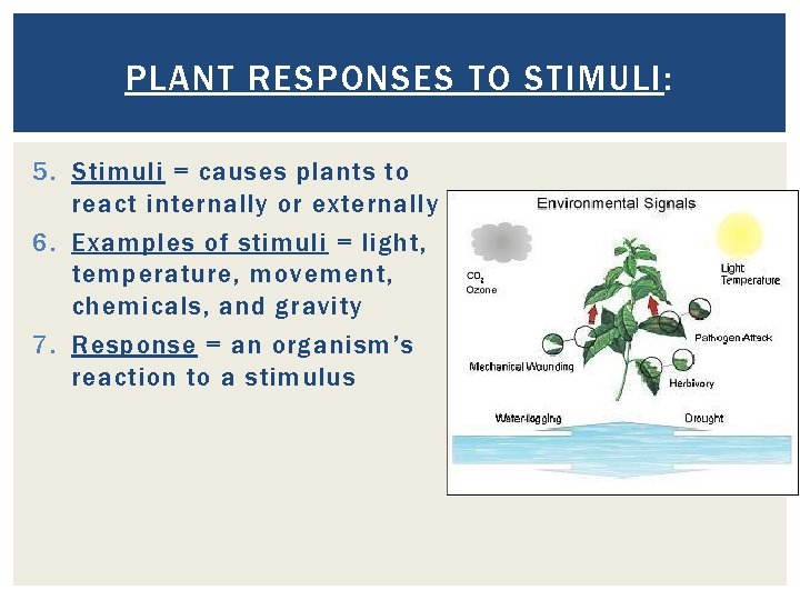 PLANT RESPONSES TO STIMULI: 5. Stimuli = causes plants to react internally or externally PLANT RESPONSES TO STIMULI: 5. Stimuli = causes plants to react internally or externally