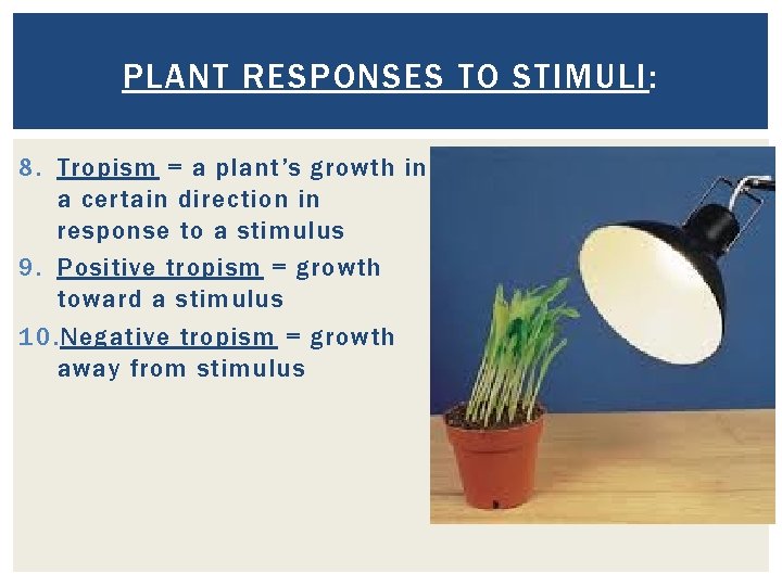 PLANT RESPONSES TO STIMULI: 8. Tropism = a plant’s growth in a certain direction PLANT RESPONSES TO STIMULI: 8. Tropism = a plant’s growth in a certain direction